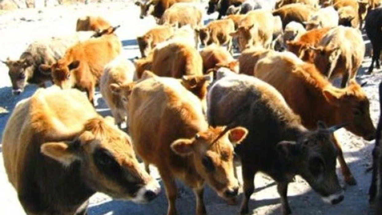 Asgjësohen 13 kafshë të infektuara  AUV intensifikon masat kundër sëmundjeve zoonotike