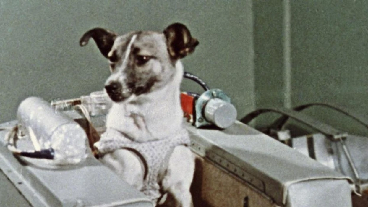 Historia prekëse e qenit që u dërgua në hapësirë  por nuk u kthye kurrë në shtëpi