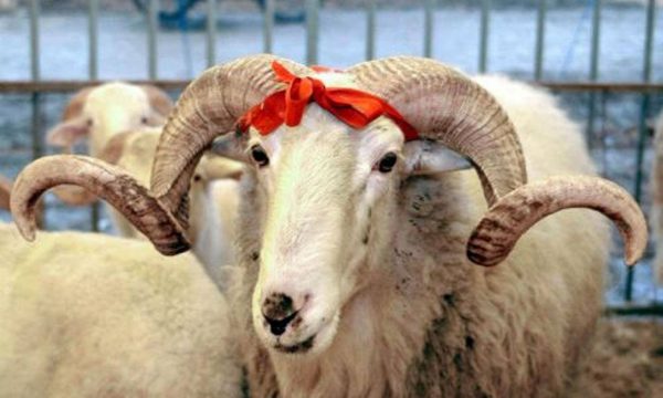 Rritet sërish çmimi i kurbanit në Kosovë