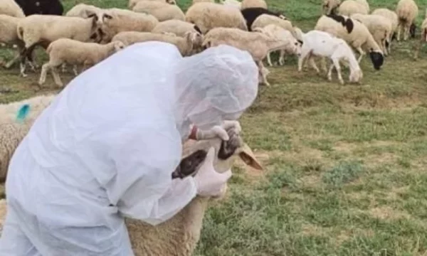 Rikthehet murtaja e bagëtive në Shkodër  groposen rreth 20 krerë dele