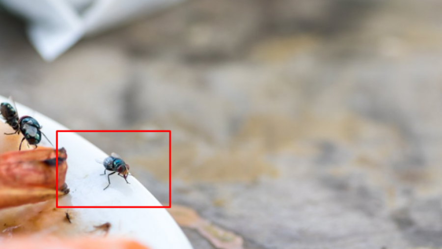 Mizat do të largohen nga shtëpia nëse bëni këtë punë të shpejtë 5 minutëshe në kuzhinë gjatë verës